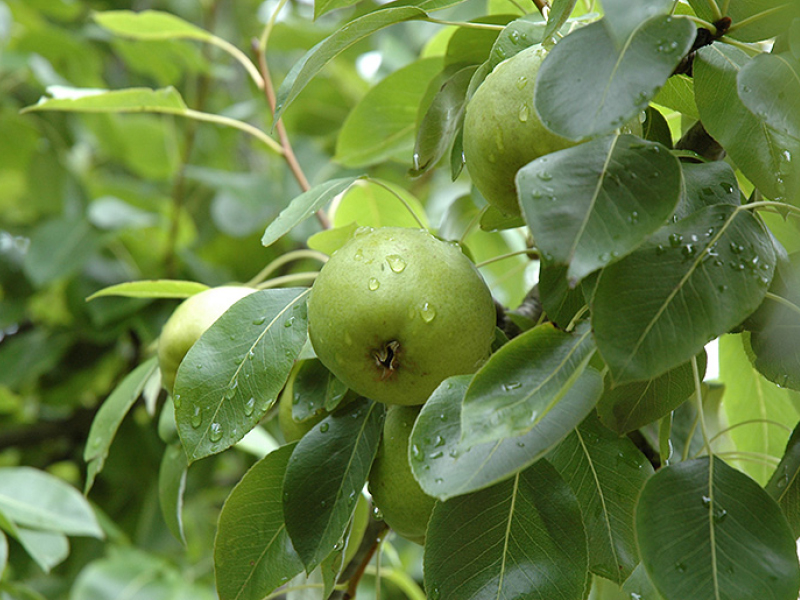 Hort Innovation | Growing Australia’s appetite for nashi by knowing ...