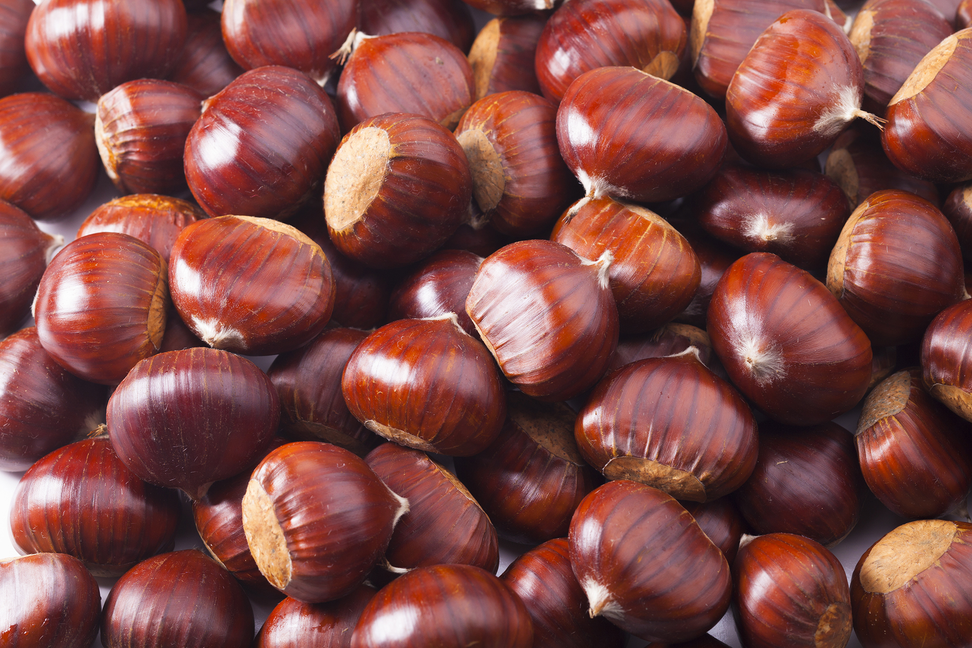 Hort Innovation | Chestnut Fund